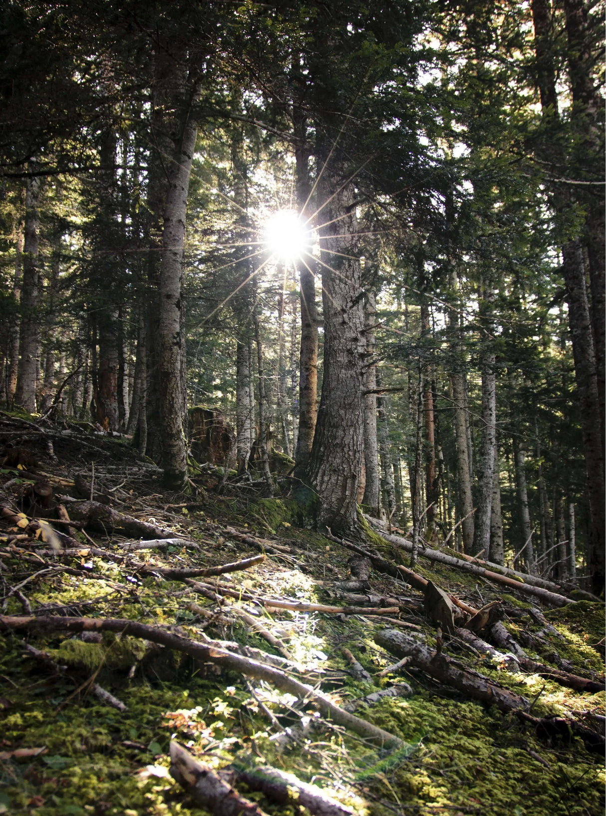 Hotel Viella - -CaranvaSports - temporada 2026